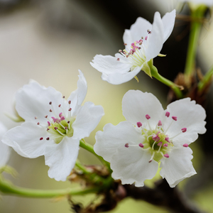 意大利电影《大洋马》
